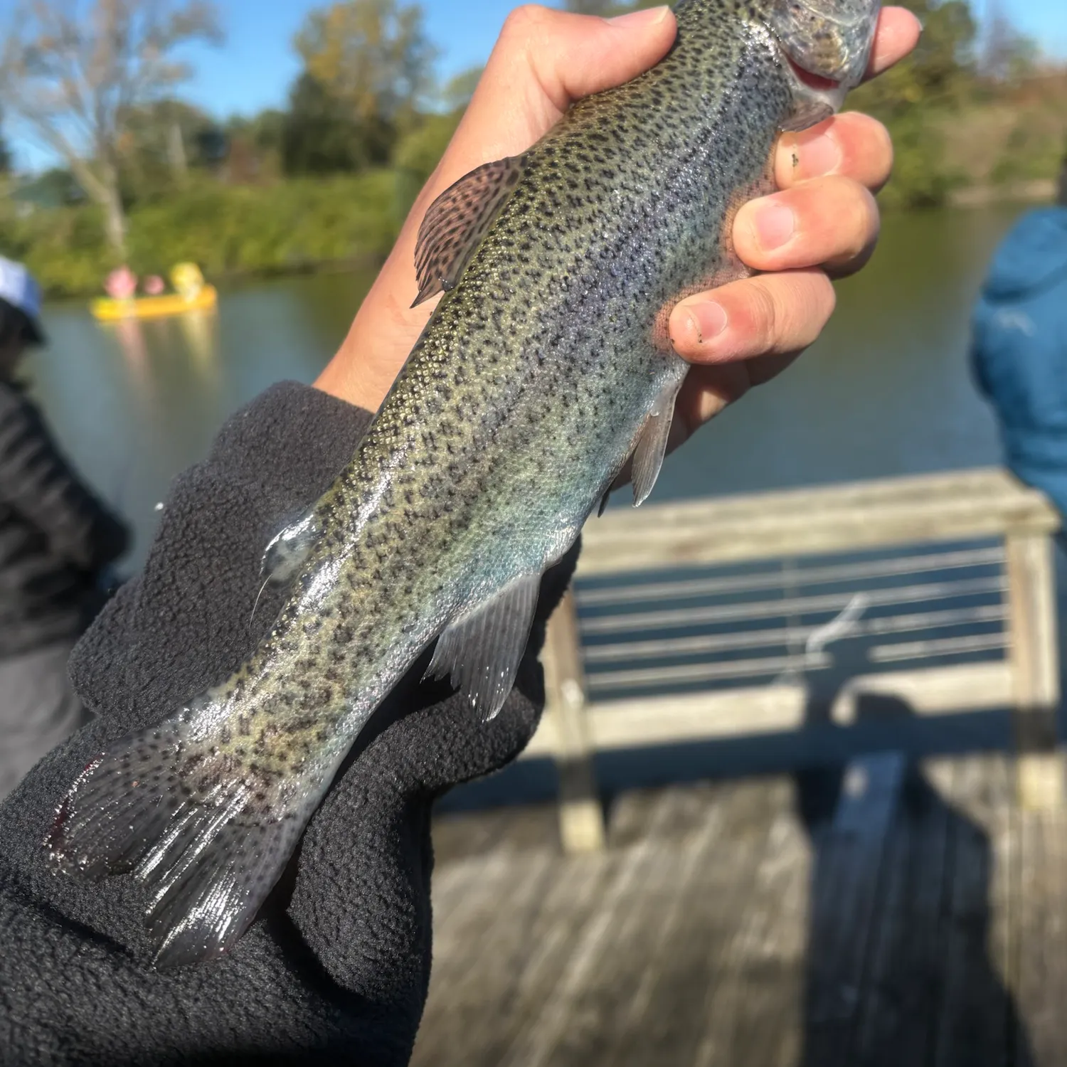 Rainbow trout caught on Fishbrain