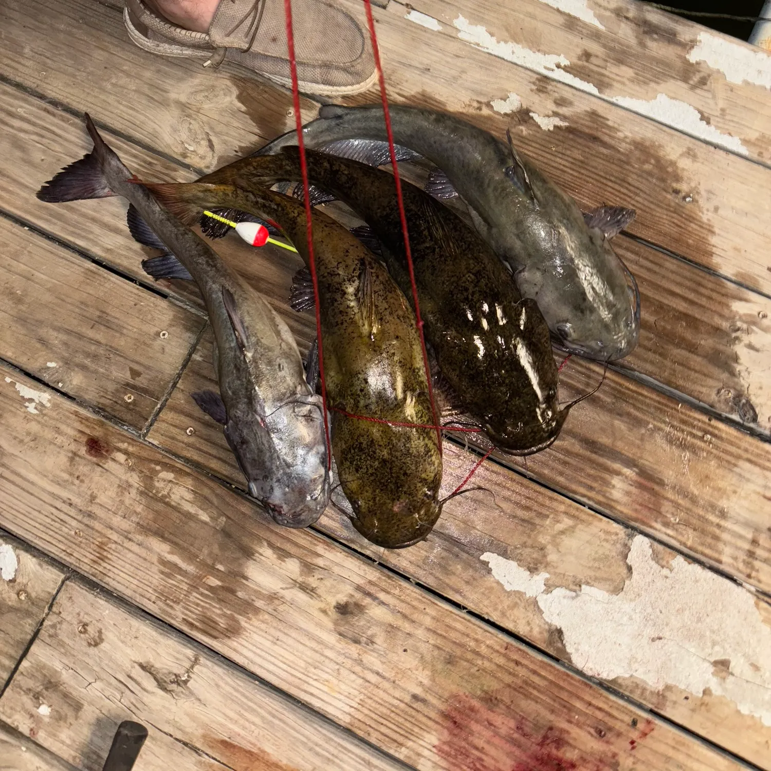 recently logged catches