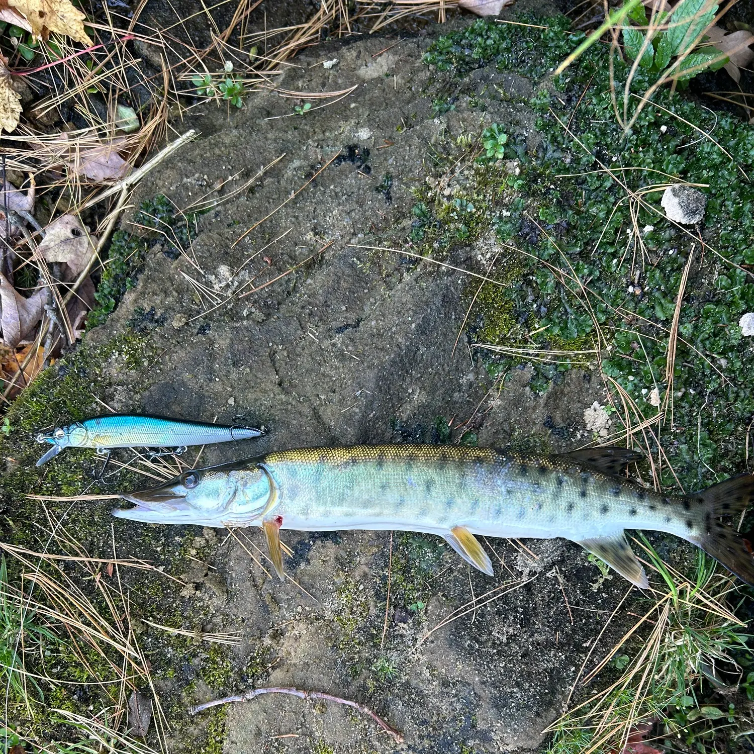 Muskie caught on Fishbrain