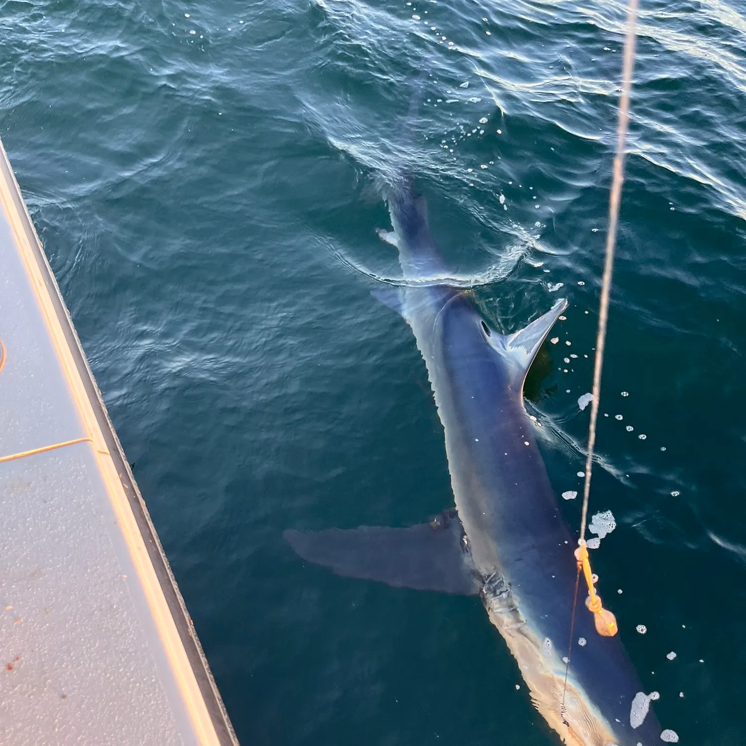 The most recent Blue shark catches on Fishbrain