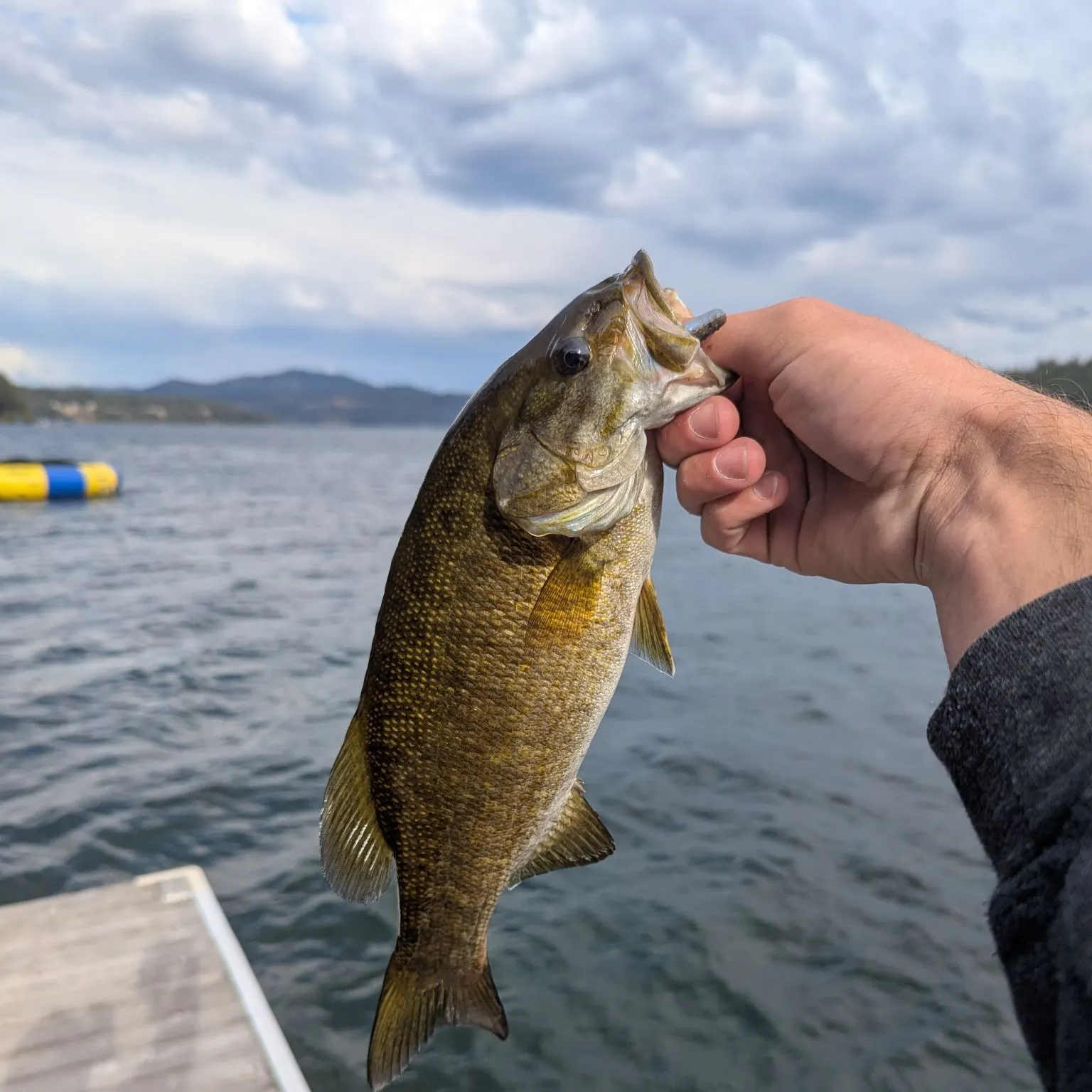 Smallmouth bass caught on Fishbrain