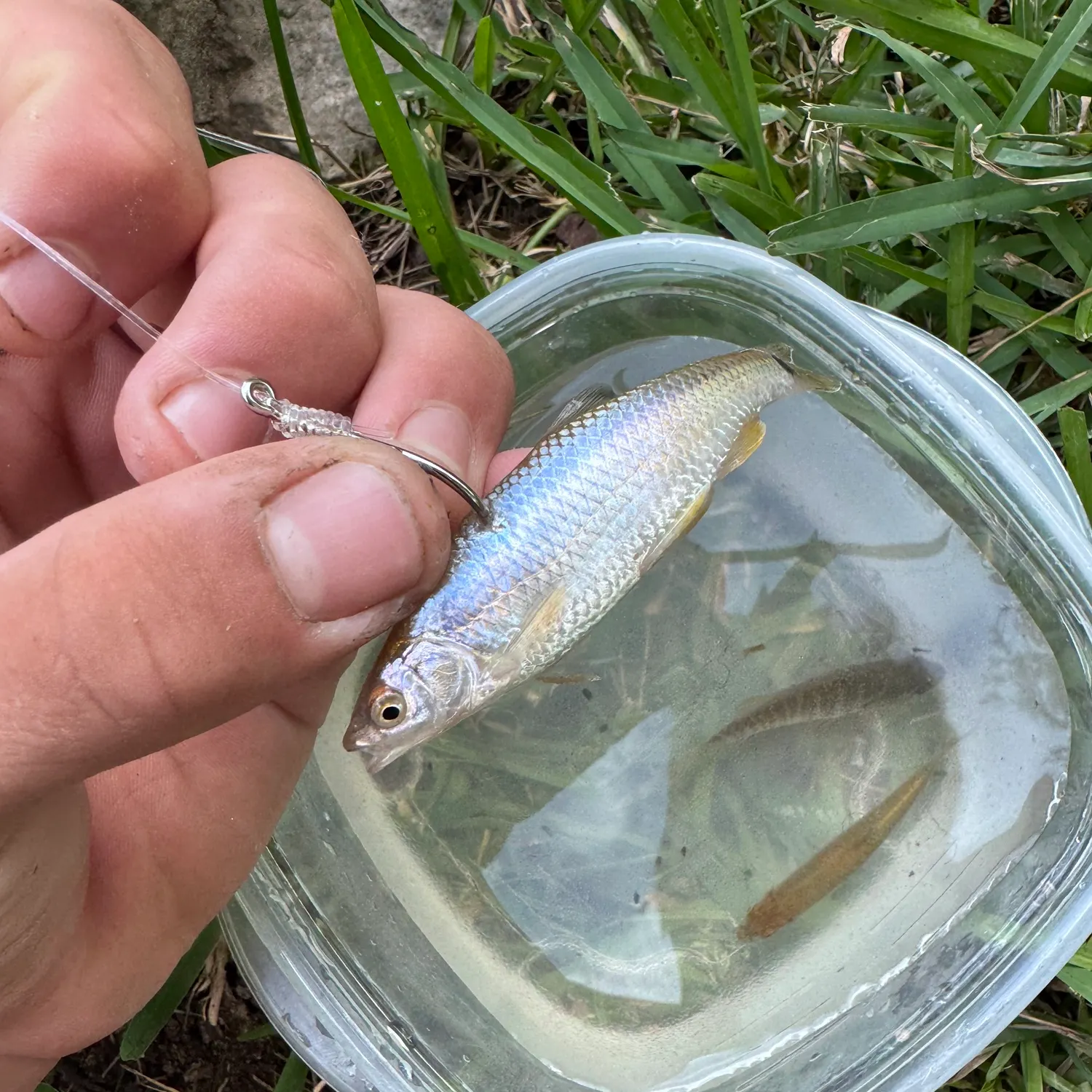 The most recent Spottail shiner catches on Fishbrain