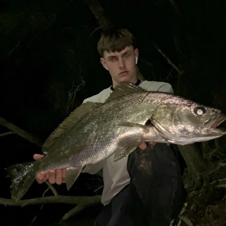 Japanese meagre caught on Fishbrain