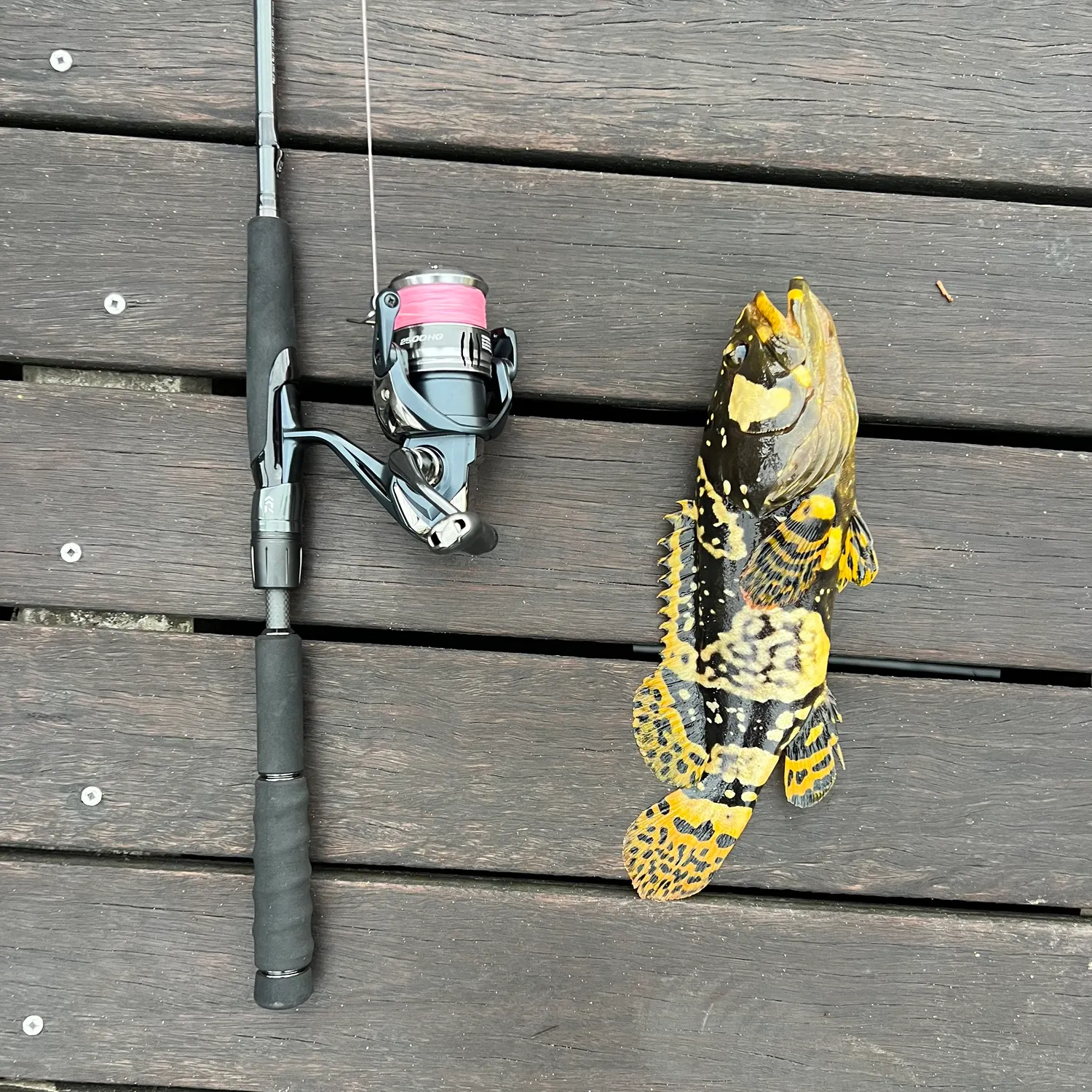 The most recent Giant grouper catches on Fishbrain