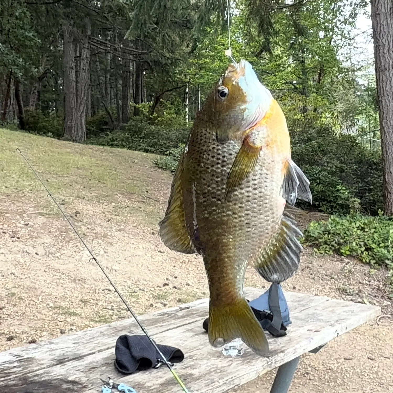 recently logged catches