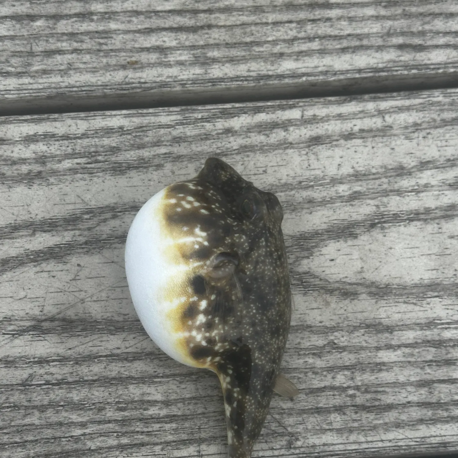 The most recent Southern puffer catches on Fishbrain