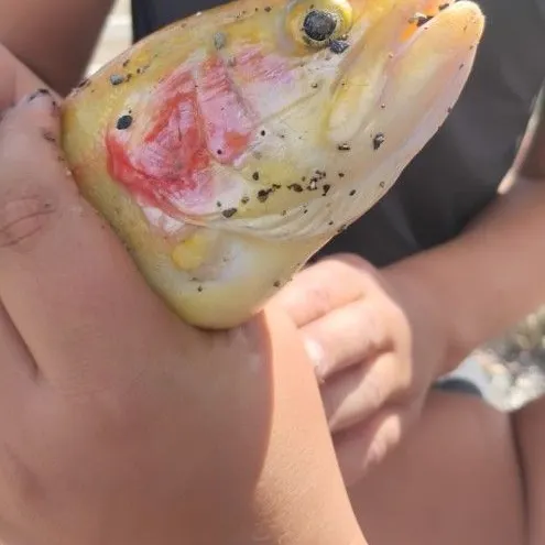 Golden rainbow trout caught on Fishbrain