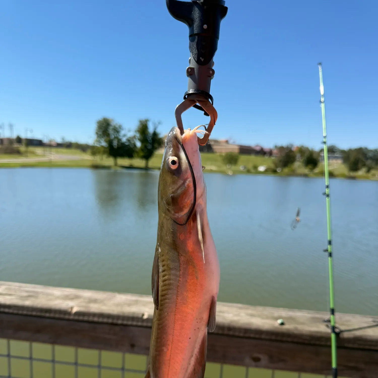 Yellow bullhead caught on Fishbrain
