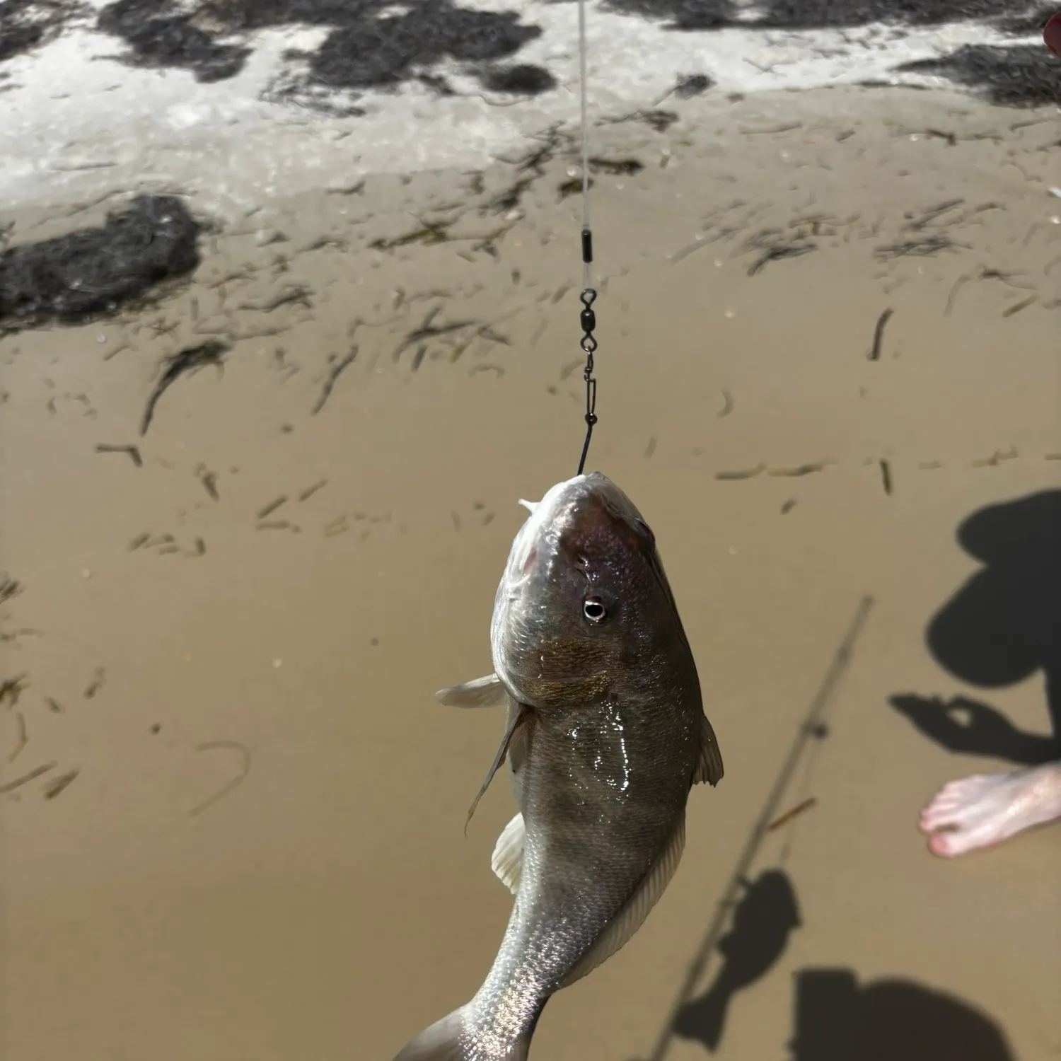 Southern kingcroaker caught on Fishbrain
