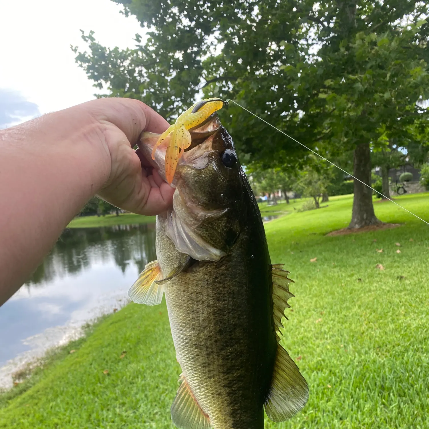 The most recent Florida bass catches on Fishbrain