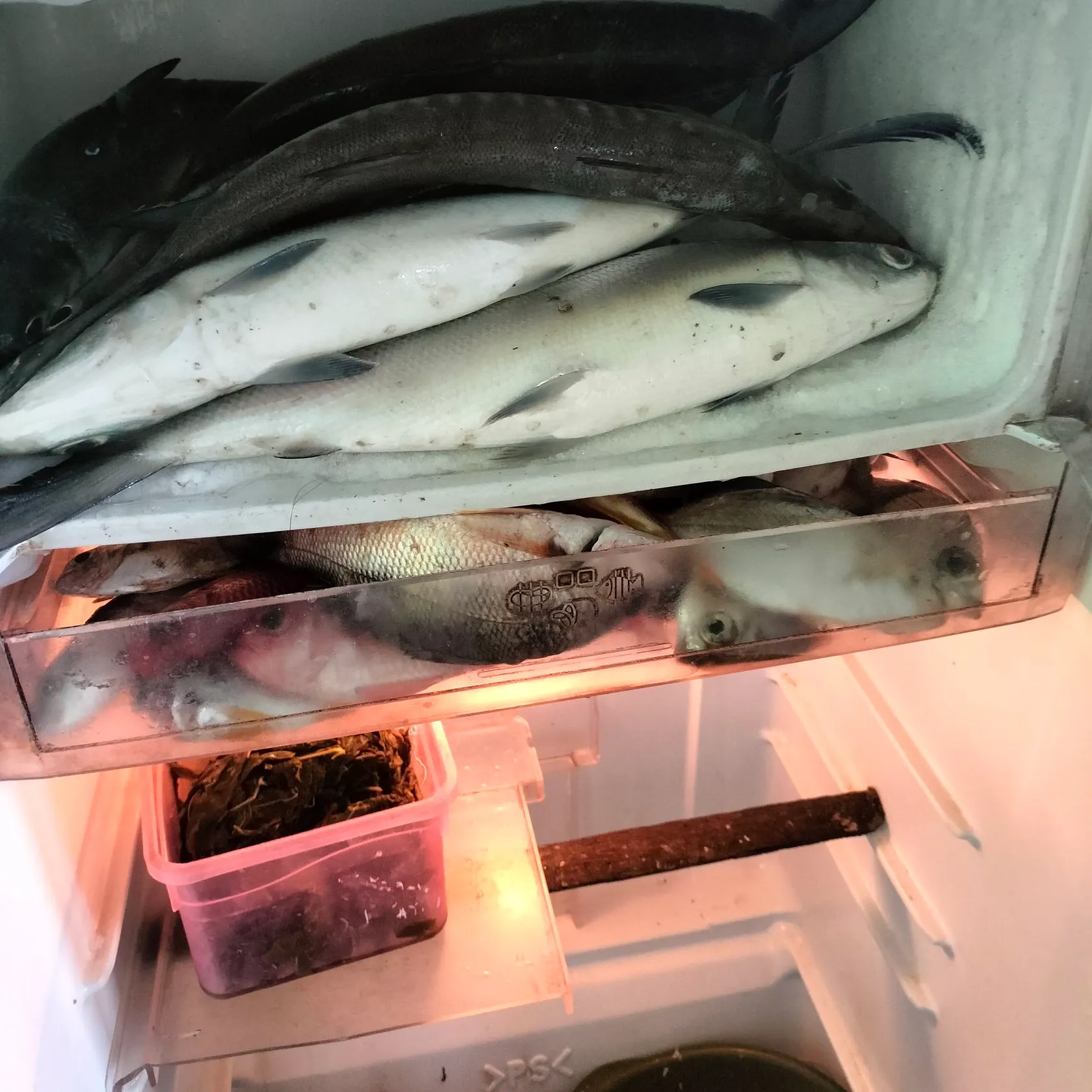The most recent Lake whitefish catches on Fishbrain