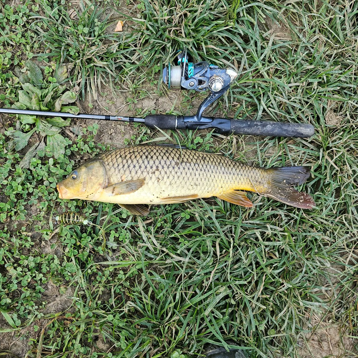 Common carp caught on Fishbrain