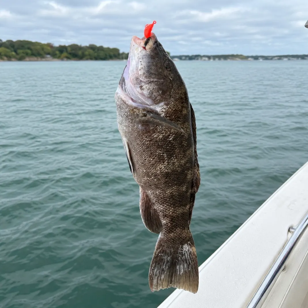 Tautog caught on Fishbrain