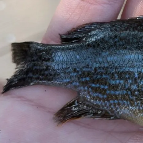 Greengill hybrid caught on Fishbrain