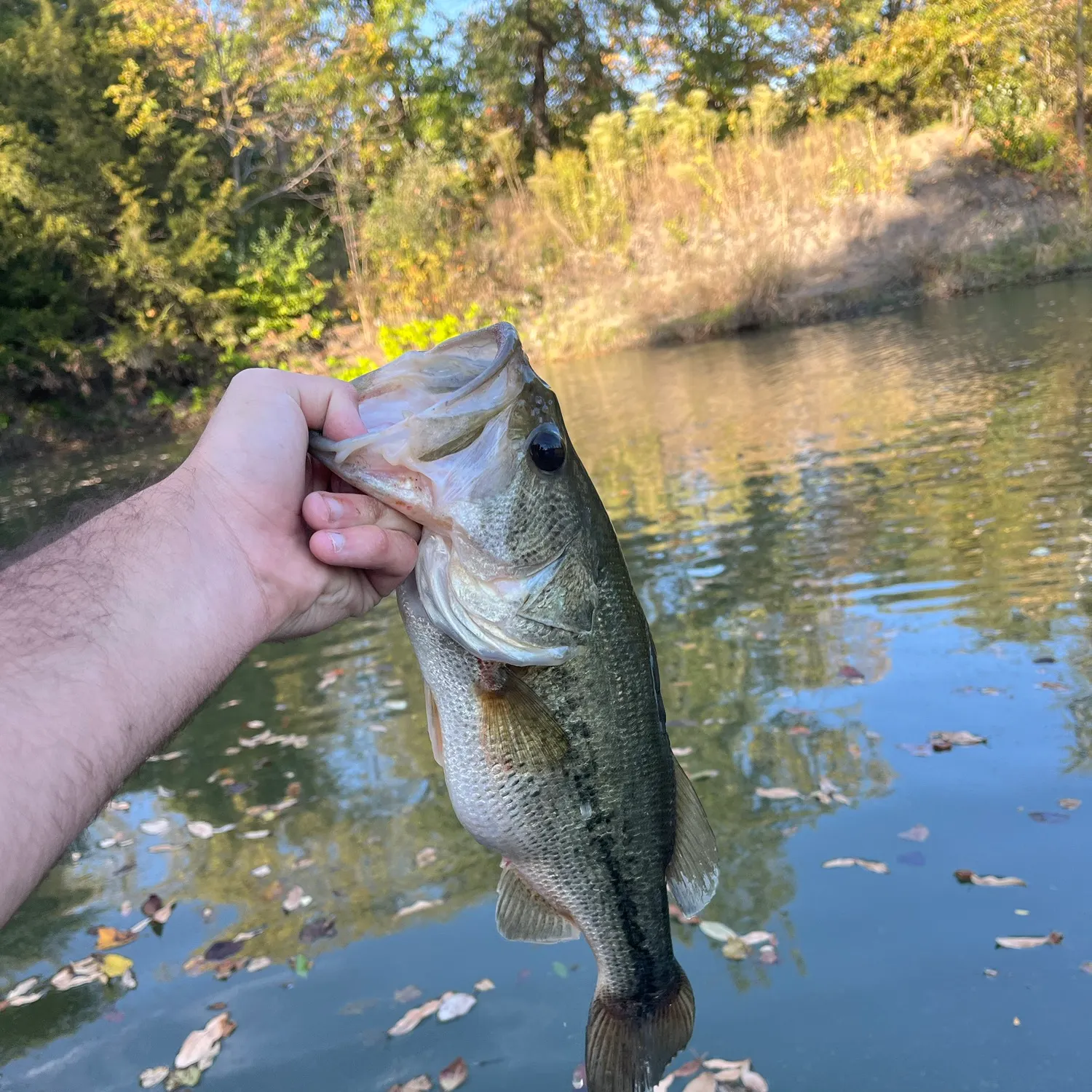 Fish caught on Fishbrain