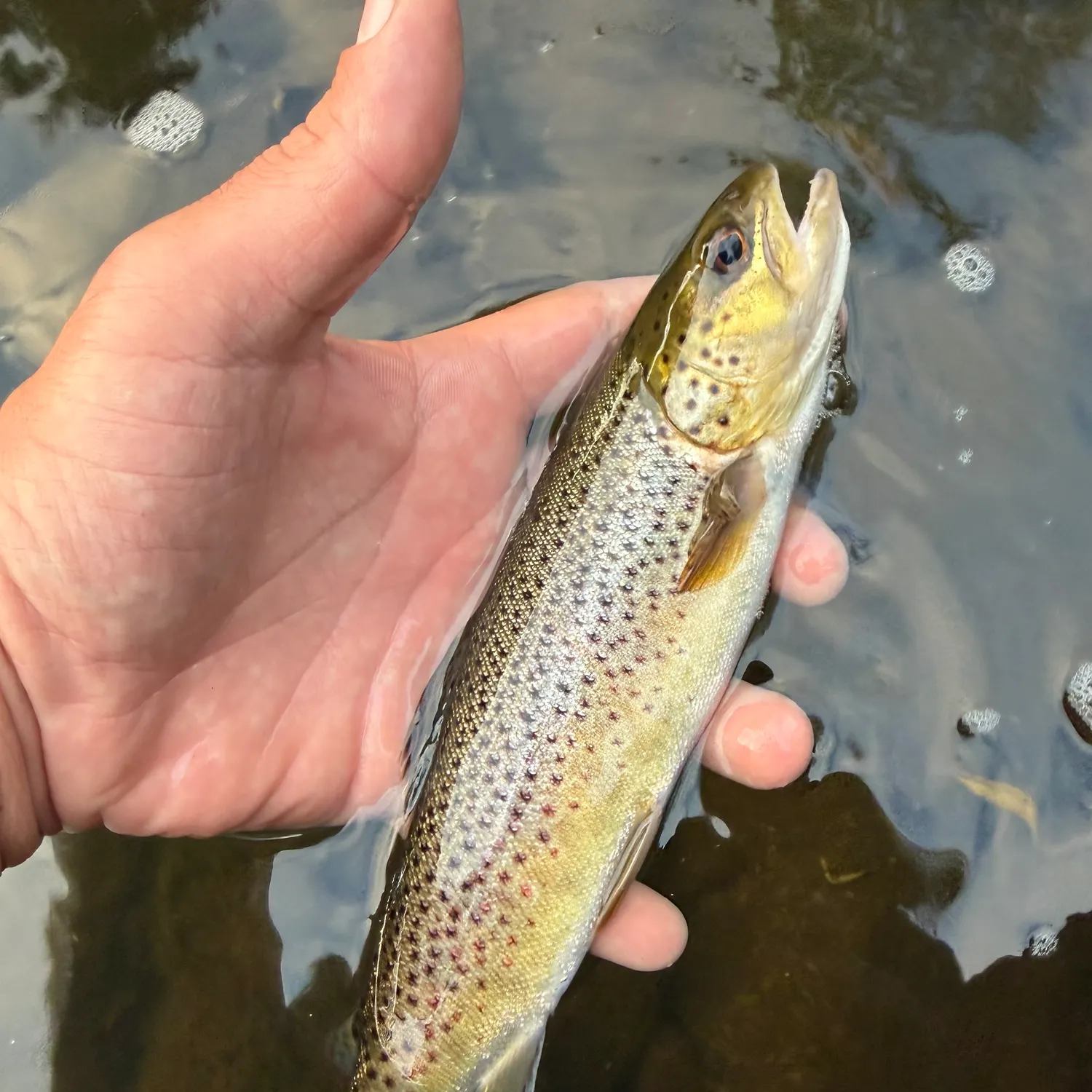 Brown trout caught on Fishbrain