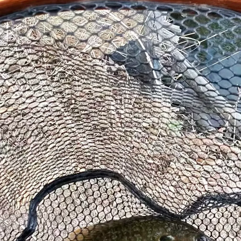 The most recent Greengill hybrid catches on Fishbrain