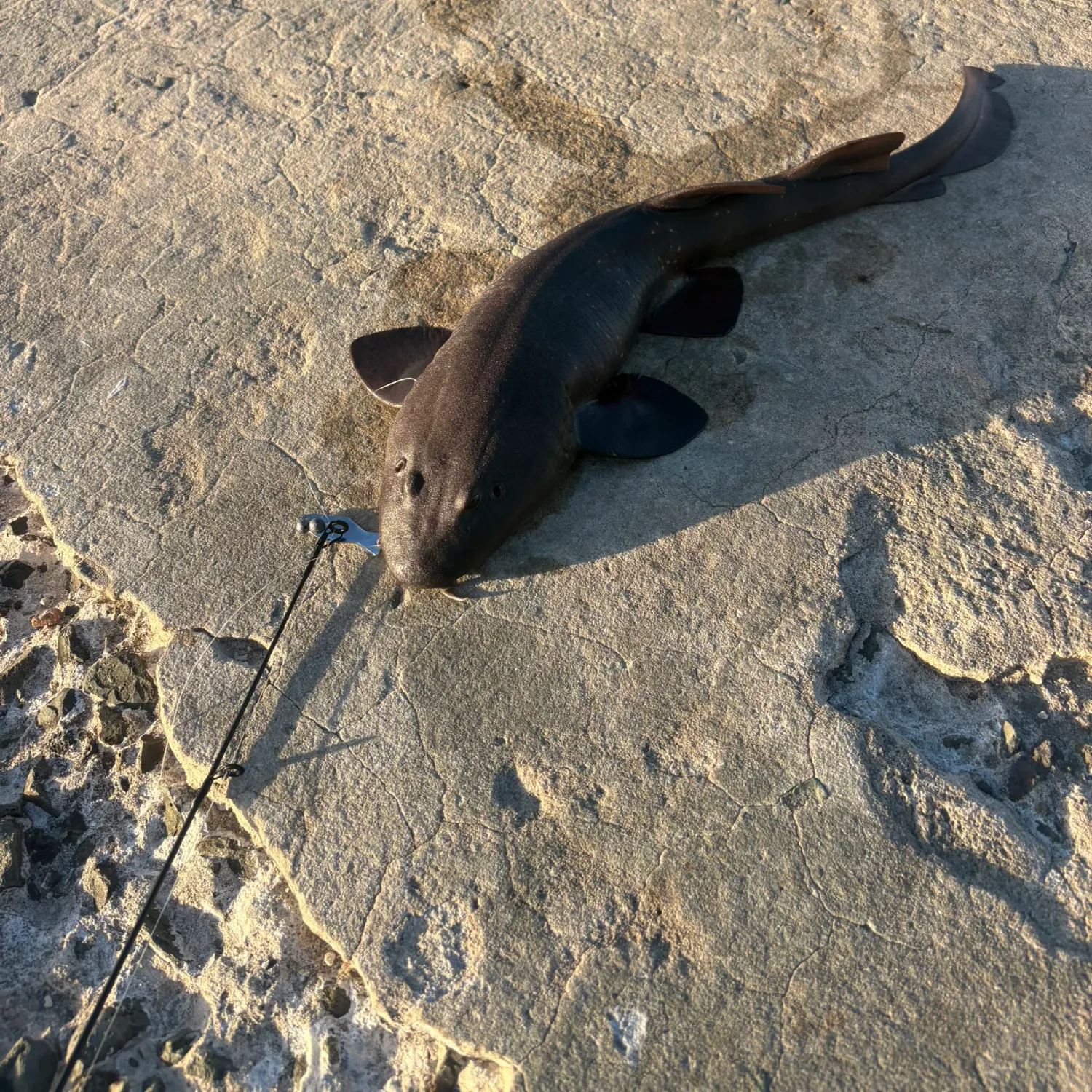 The most recent Blind shark catches on Fishbrain