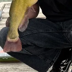 Yellow bullhead caught on Fishbrain