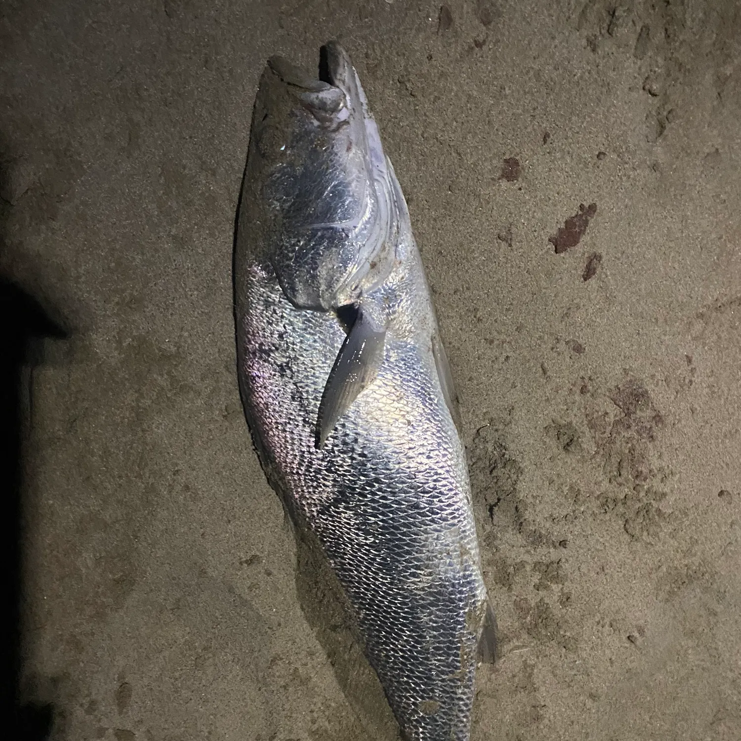 The most recent Japanese meagre catches on Fishbrain