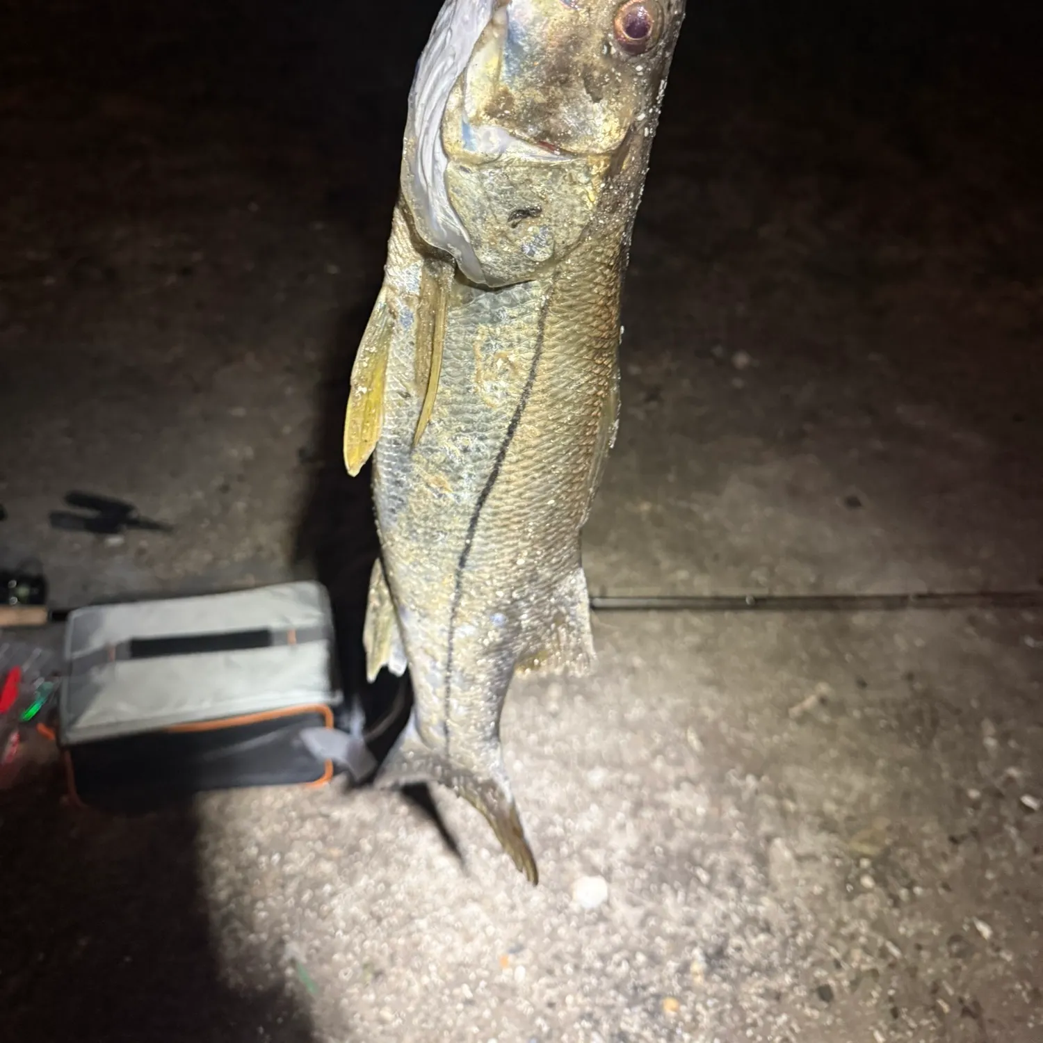 Common snook caught on Fishbrain