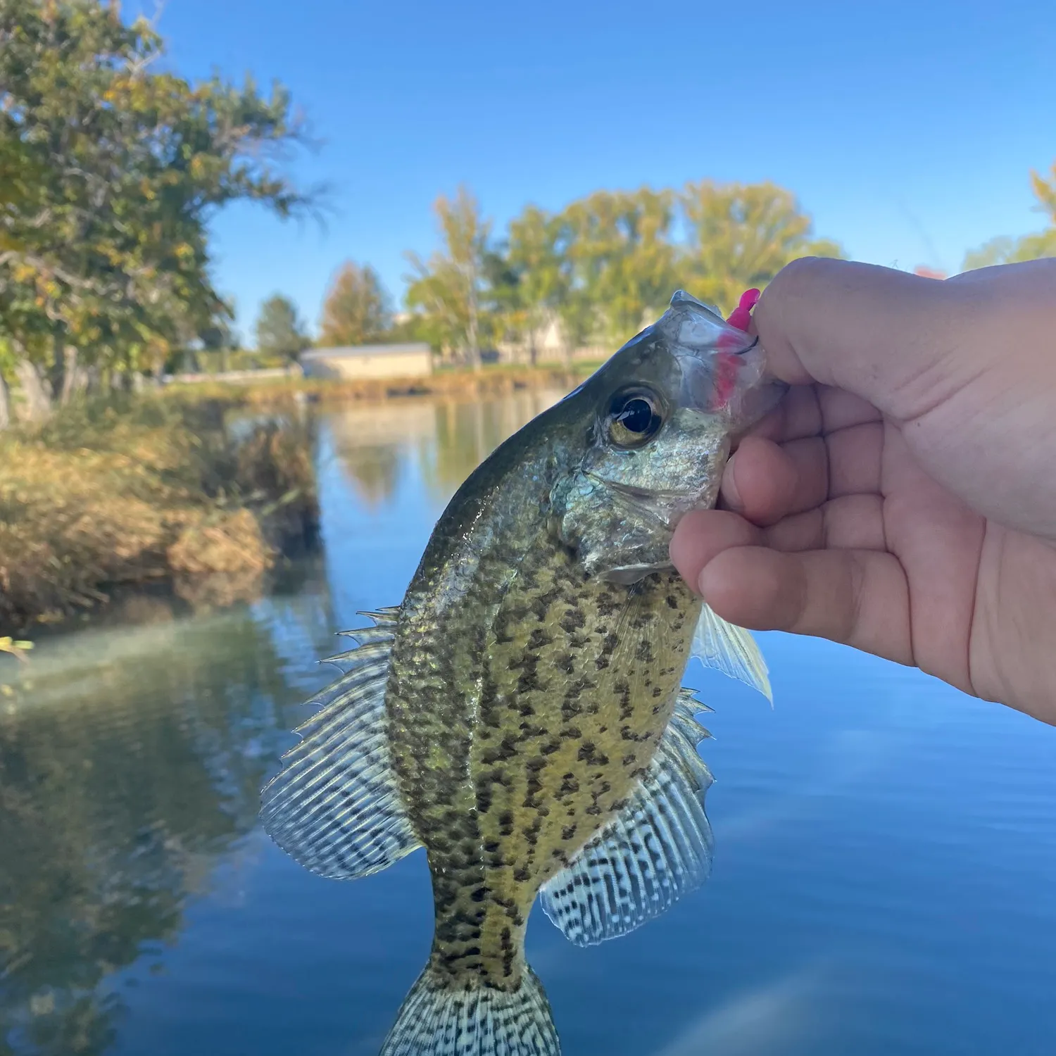 Black crappie caught on Fishbrain