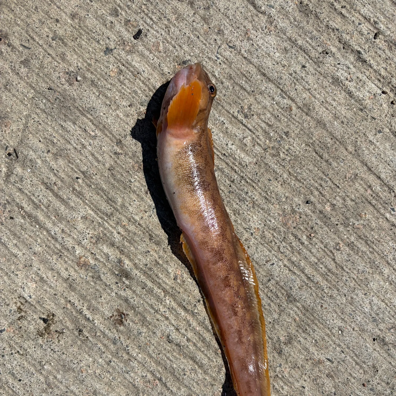The most recent Ocean pout catches on Fishbrain