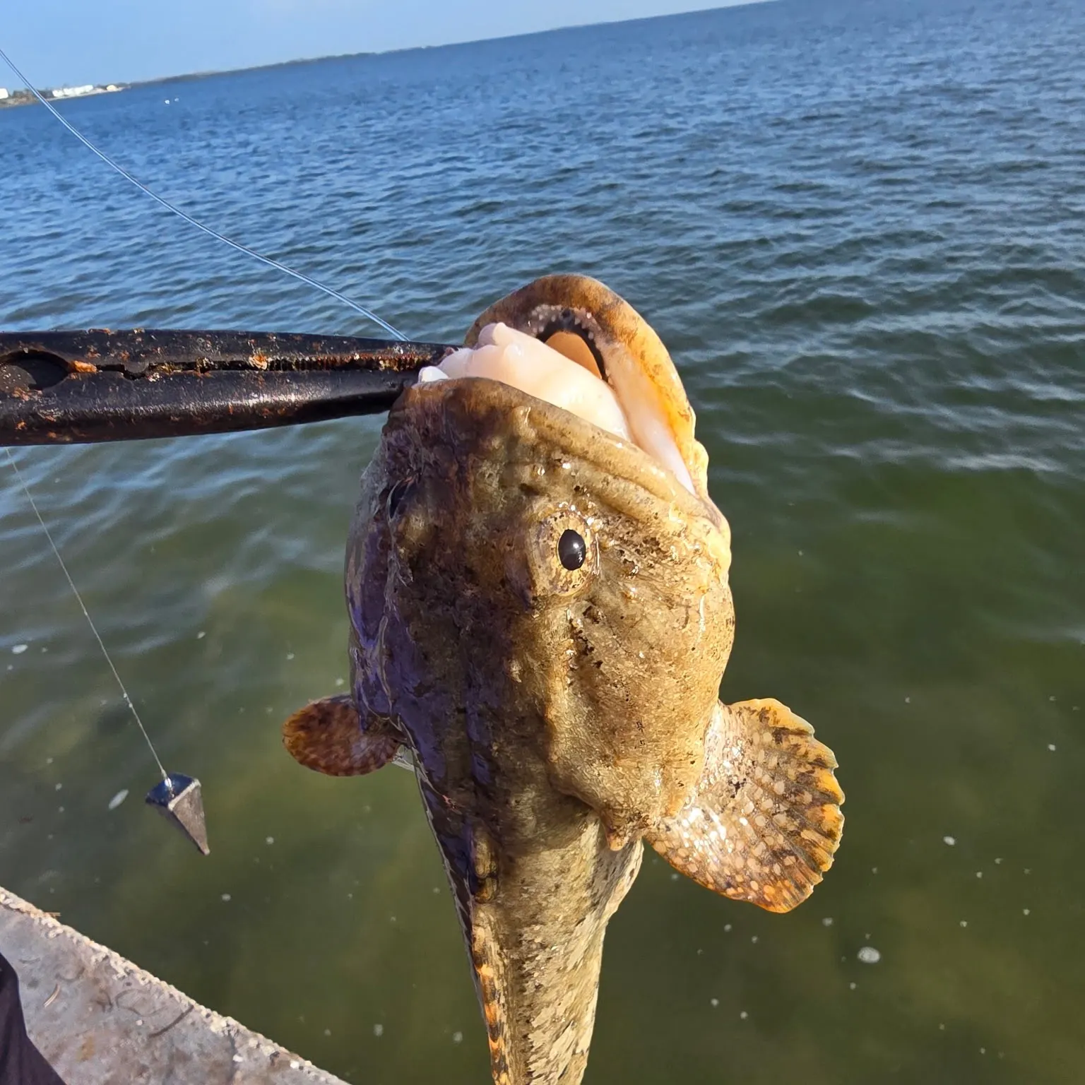 The most recent Gulf toadfish catches on Fishbrain