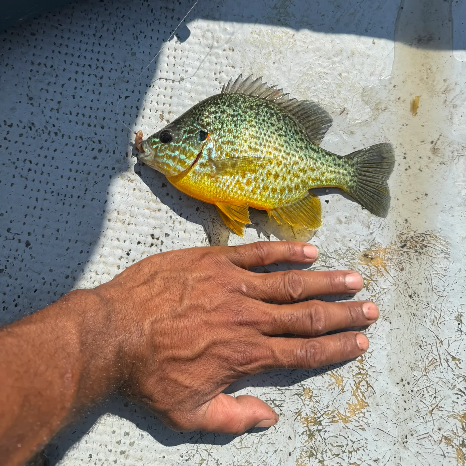 catch