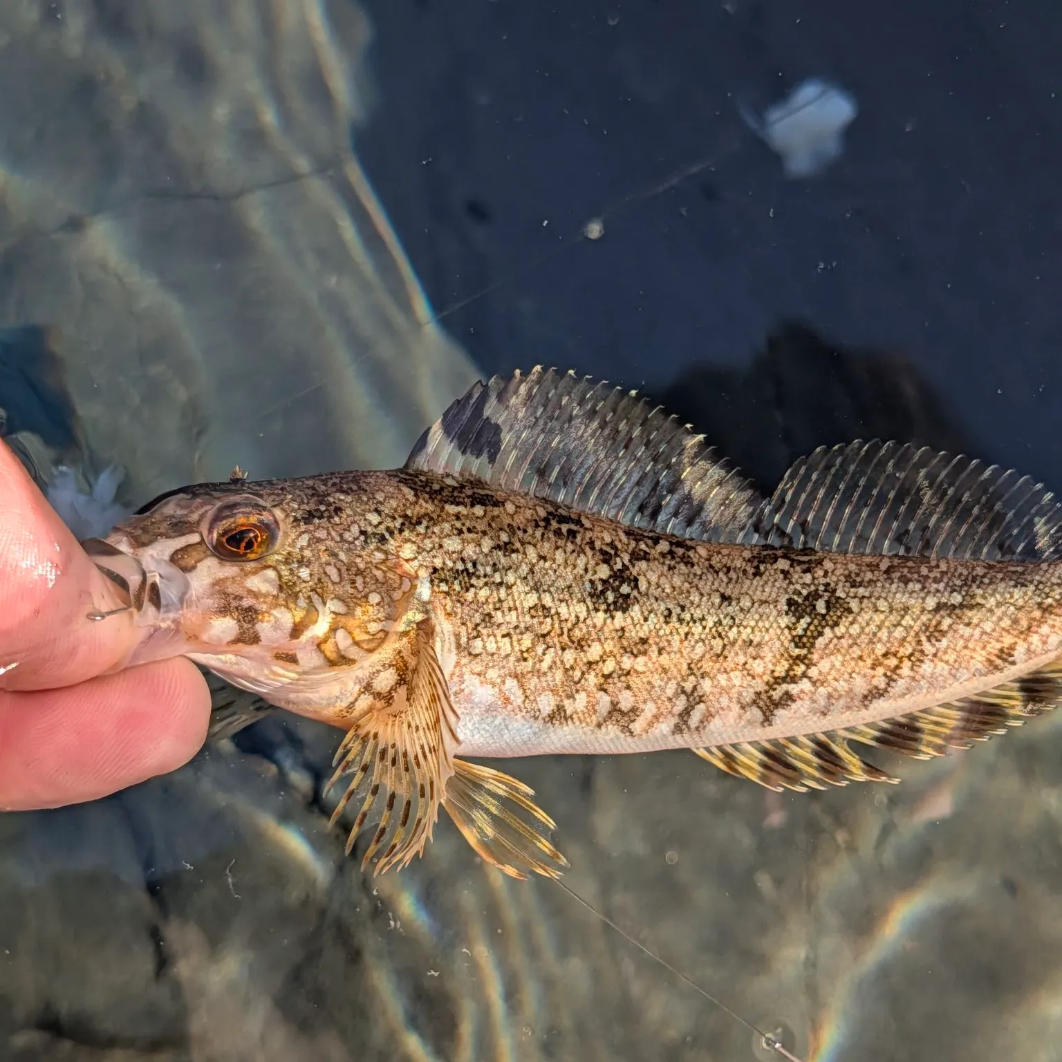 Whitespotted greenling caught on Fishbrain