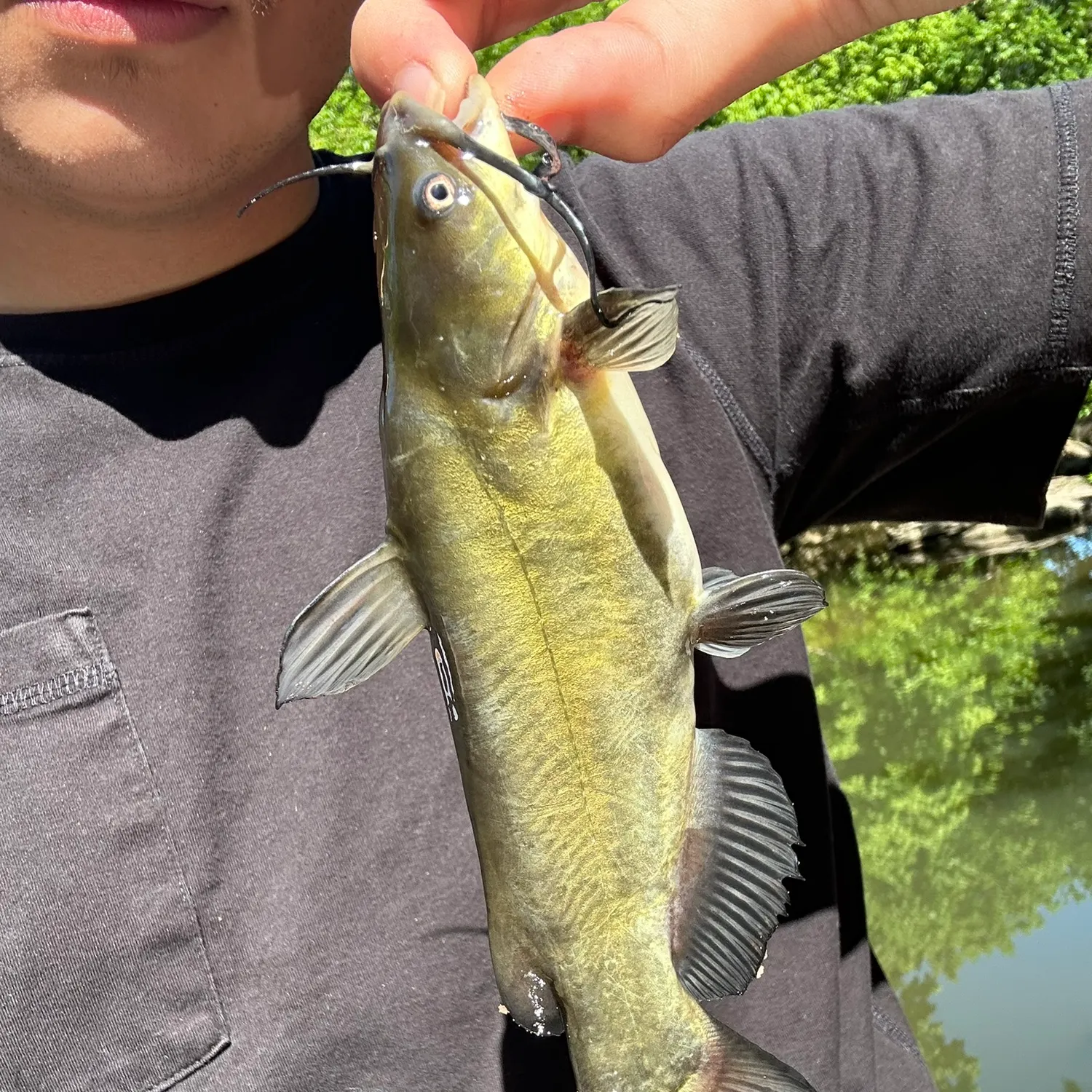 angler catch