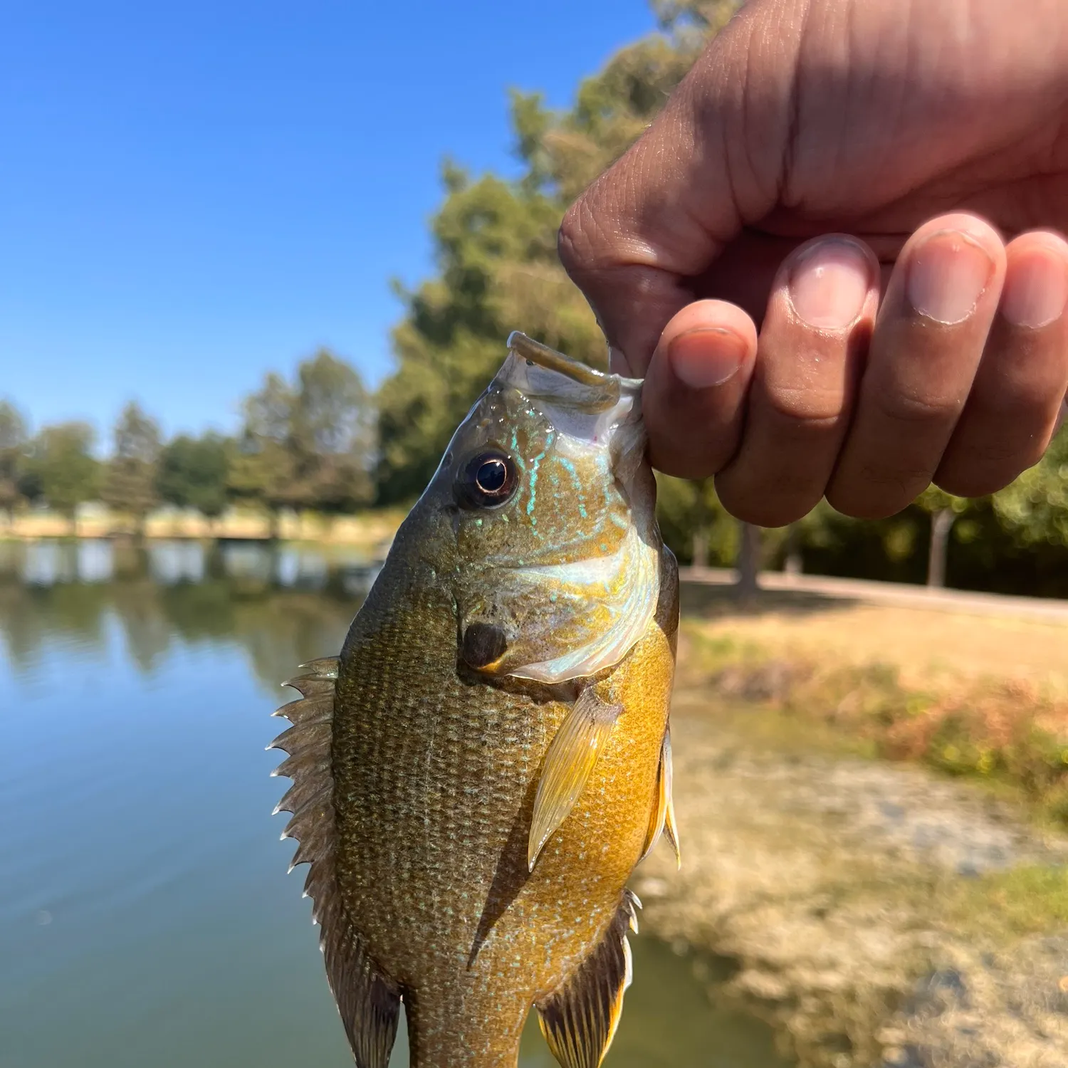 Bluegill caught on Fishbrain