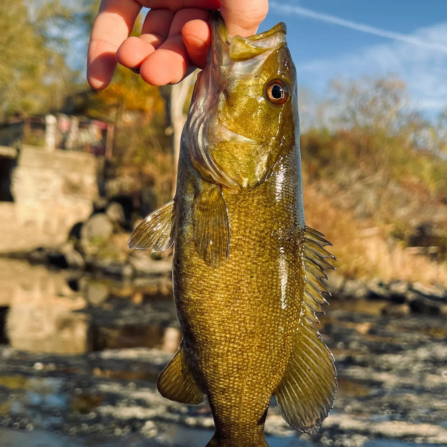 Smallmouth bass caught on Fishbrain