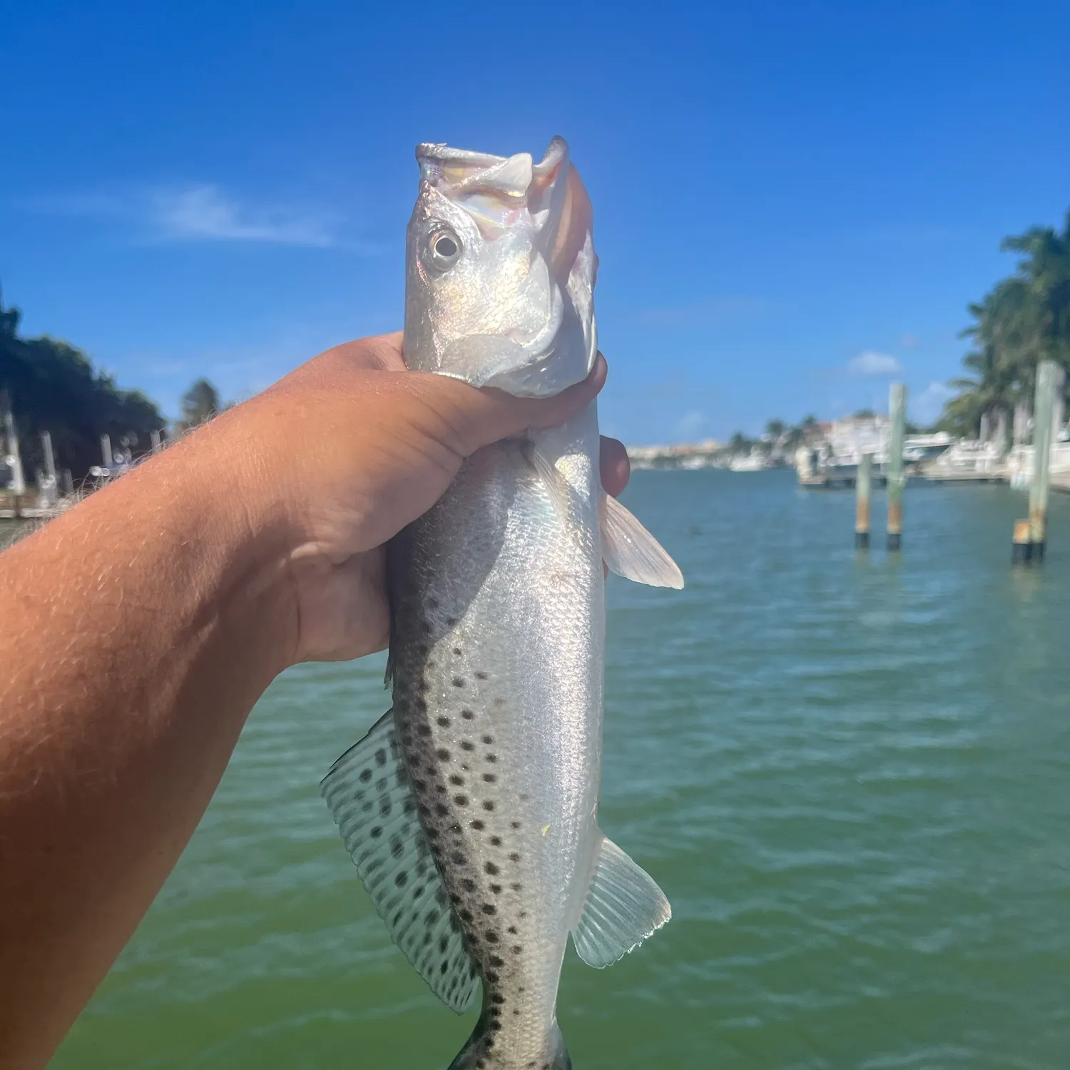 Spotted seatrout caught on Fishbrain
