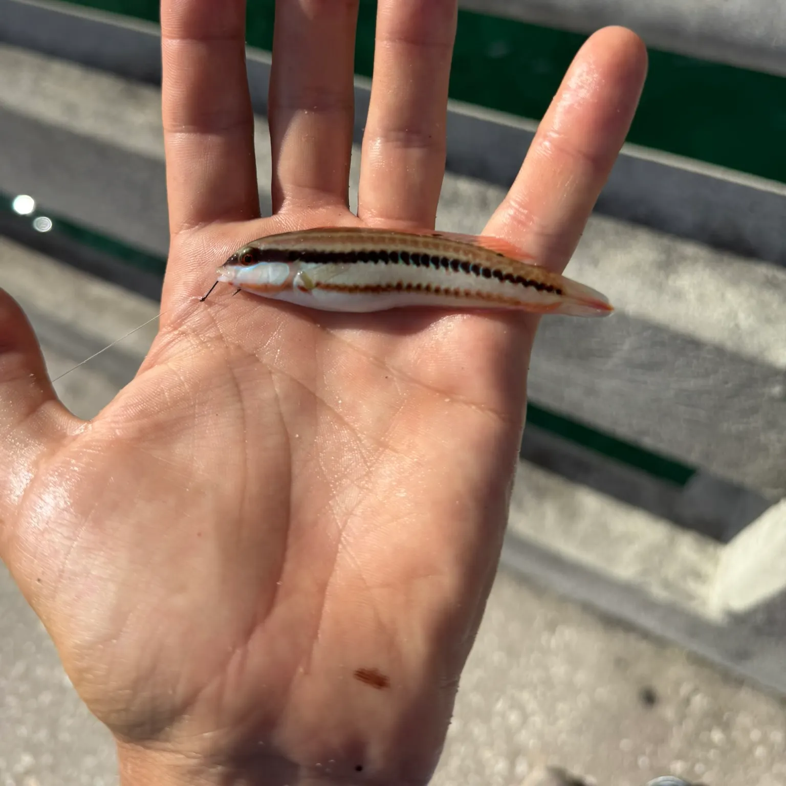 The most recent Slippery dick wrasse catches on Fishbrain