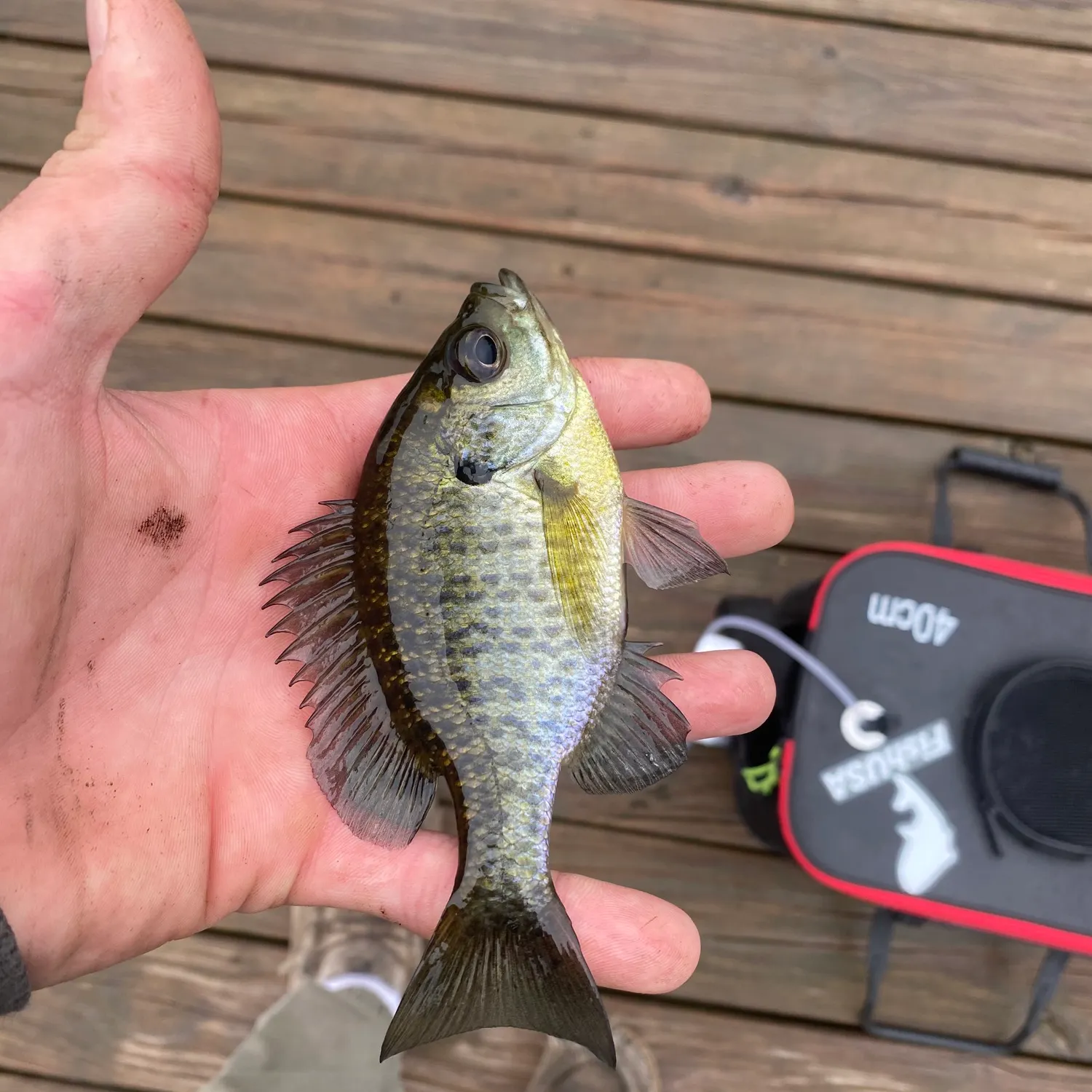 Bluegill caught on Fishbrain