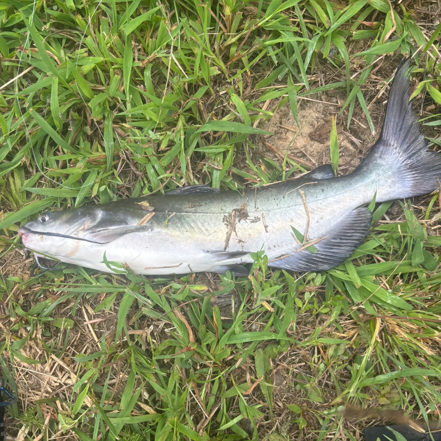 Channel catfish caught on Fishbrain