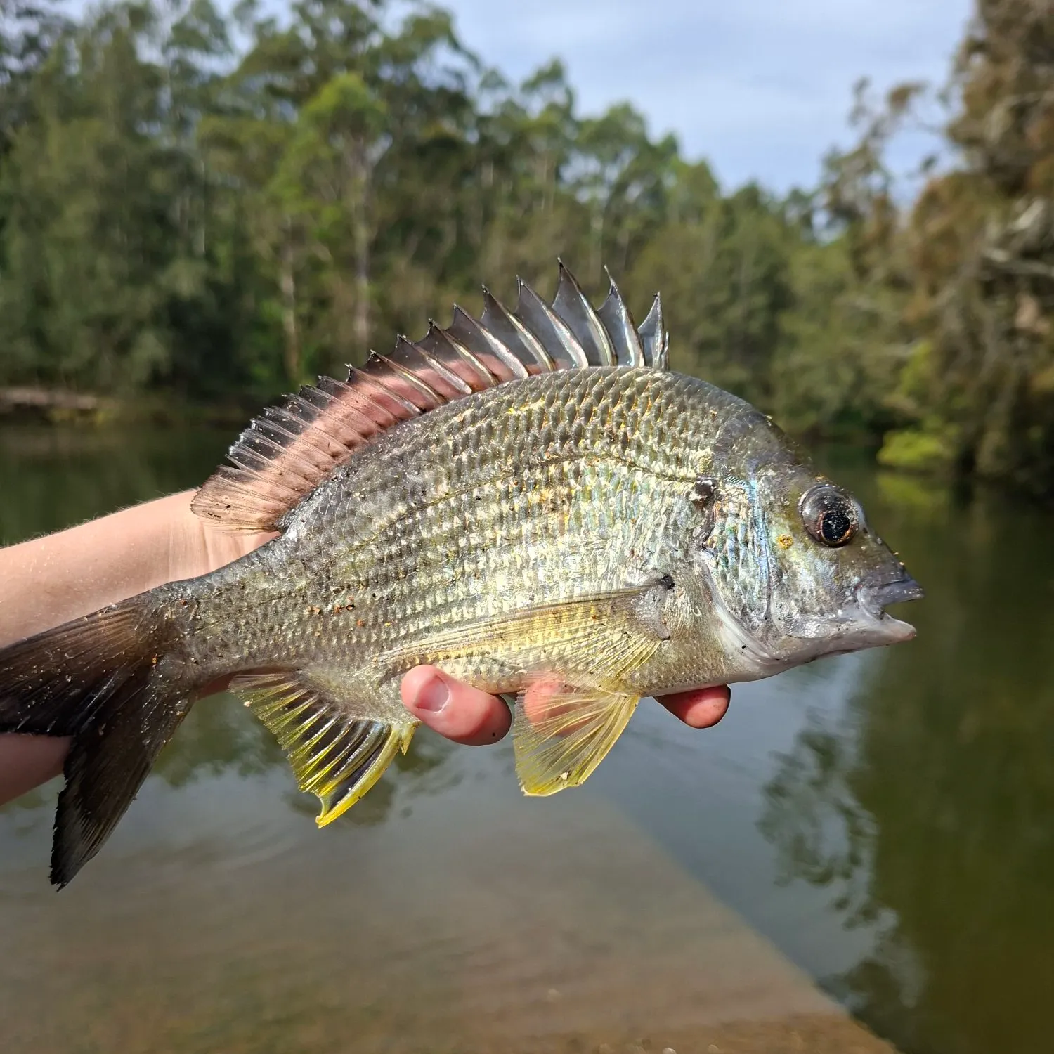 Surf bream caught on Fishbrain
