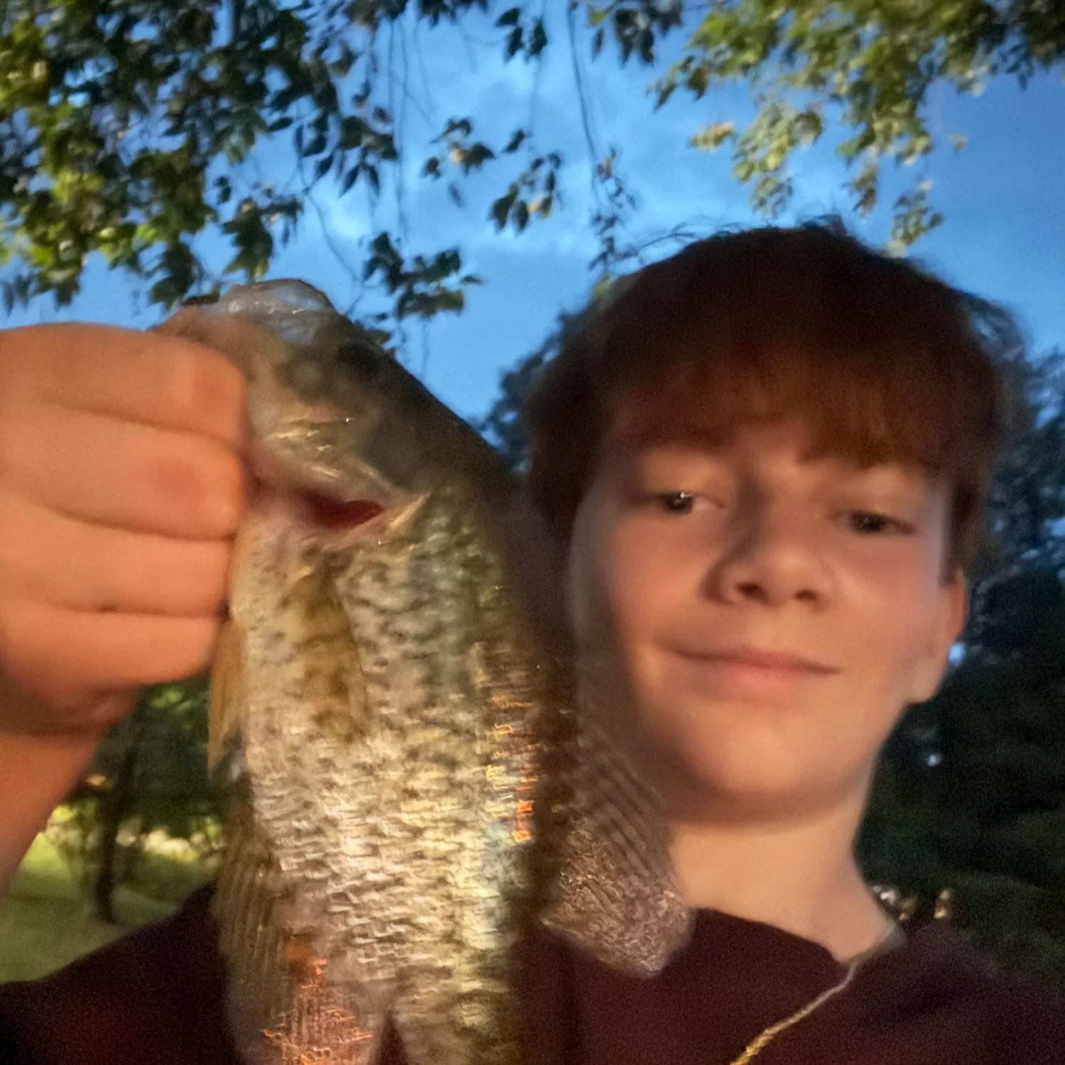 Black crappie caught on Fishbrain
