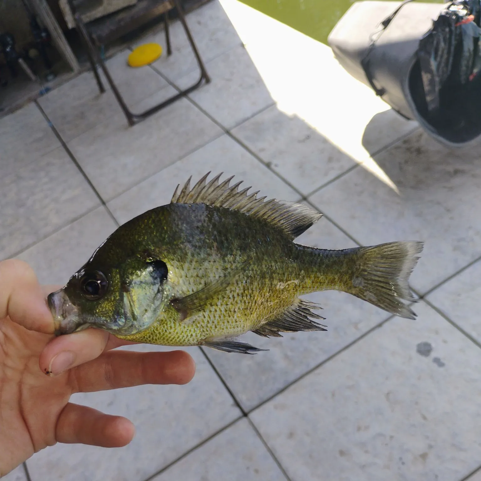 Bluegill caught on Fishbrain