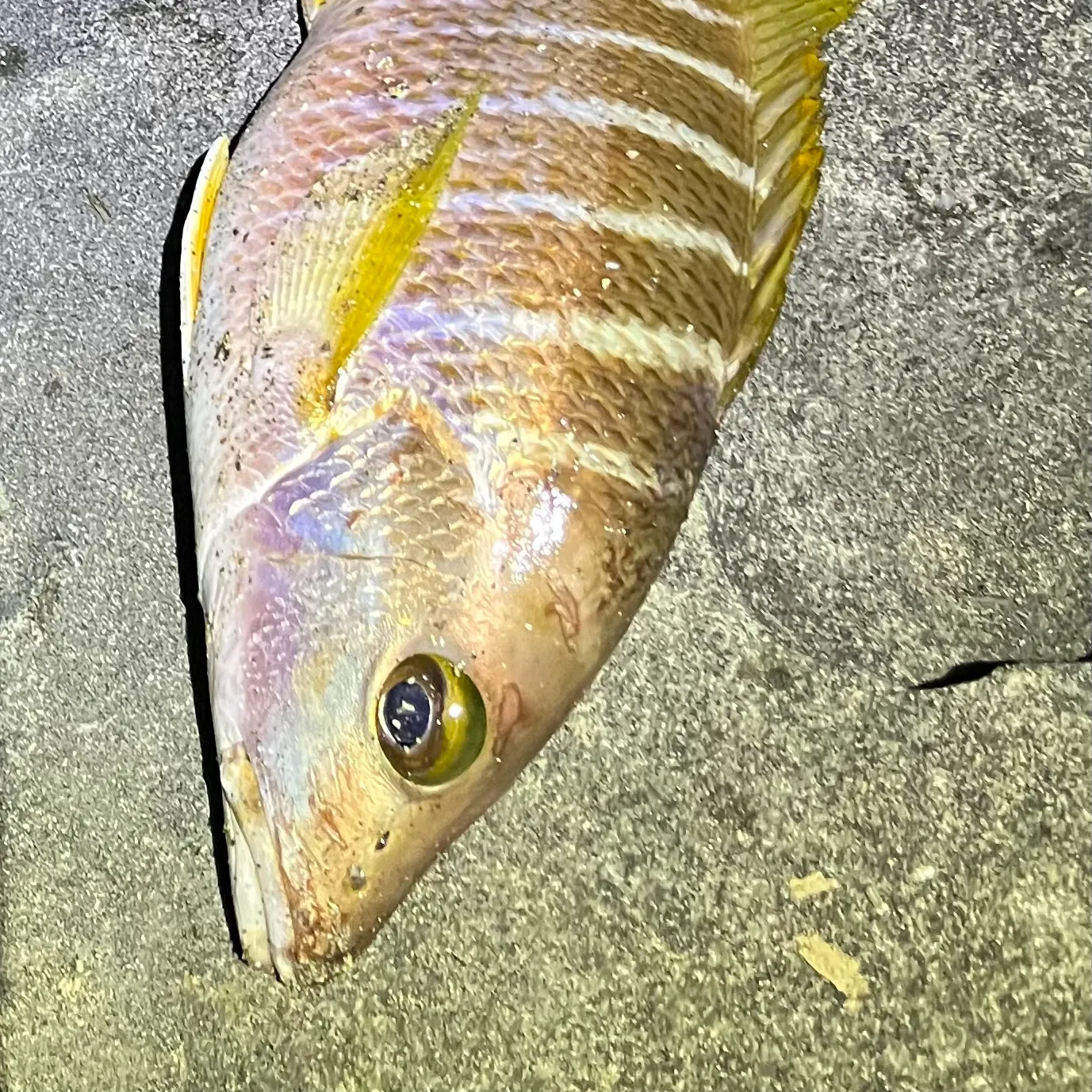 The most recent Mutton snapper catches on Fishbrain