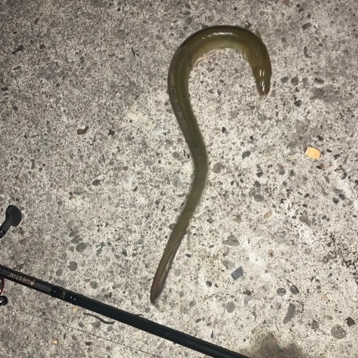 The most recent European eel catches on Fishbrain