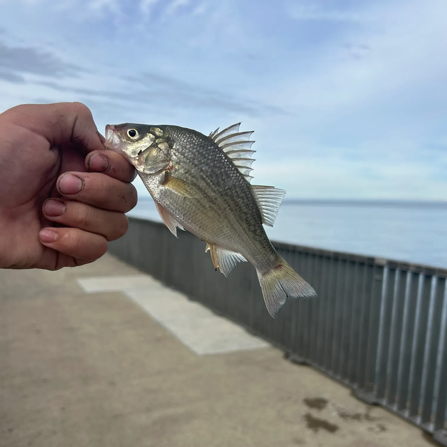 White perch caught on Fishbrain