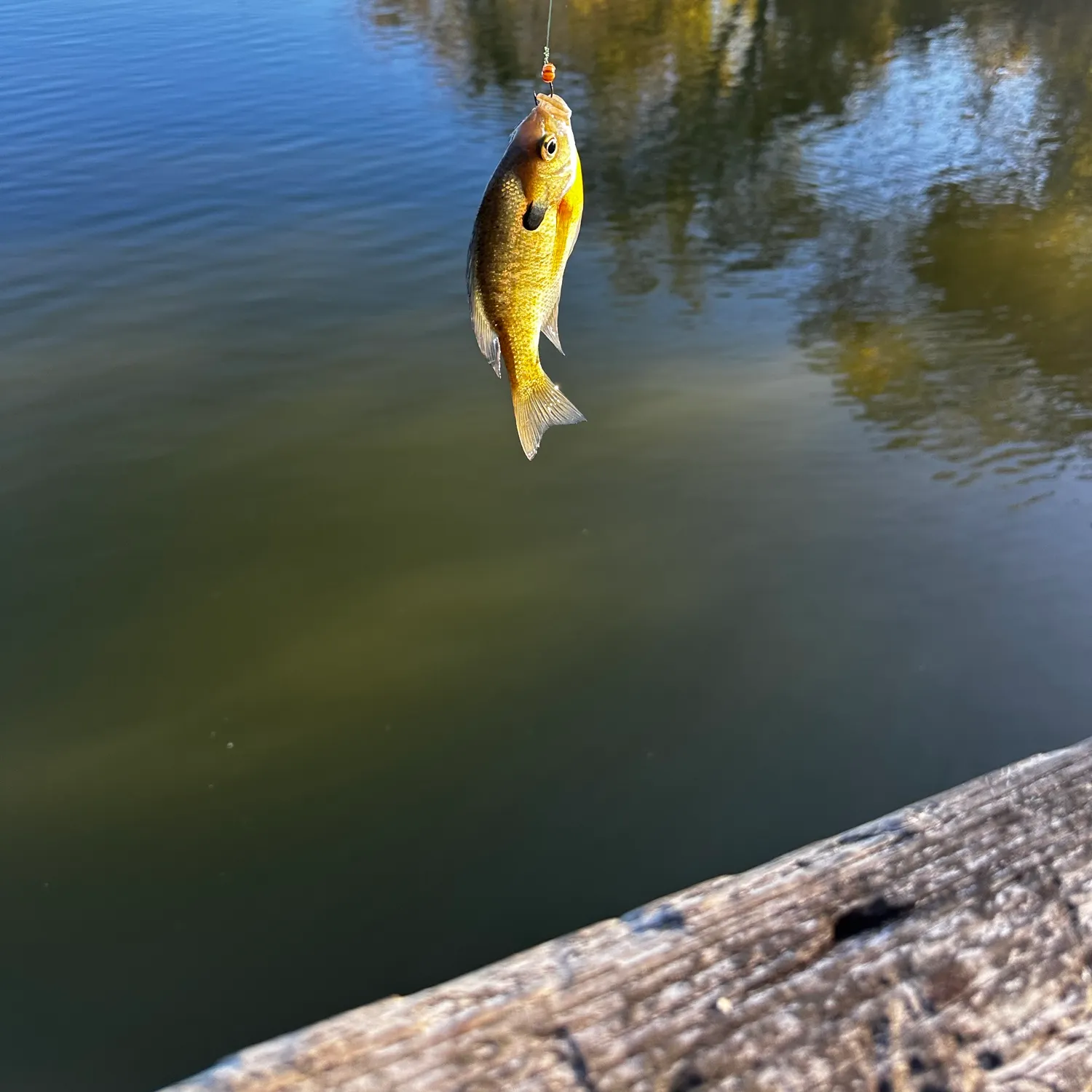 Bluegill caught on Fishbrain