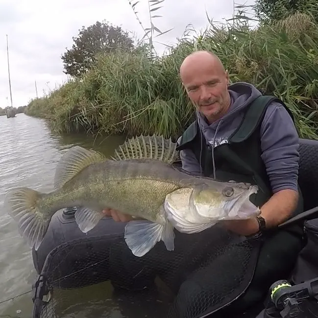 Zander caught on Fishbrain