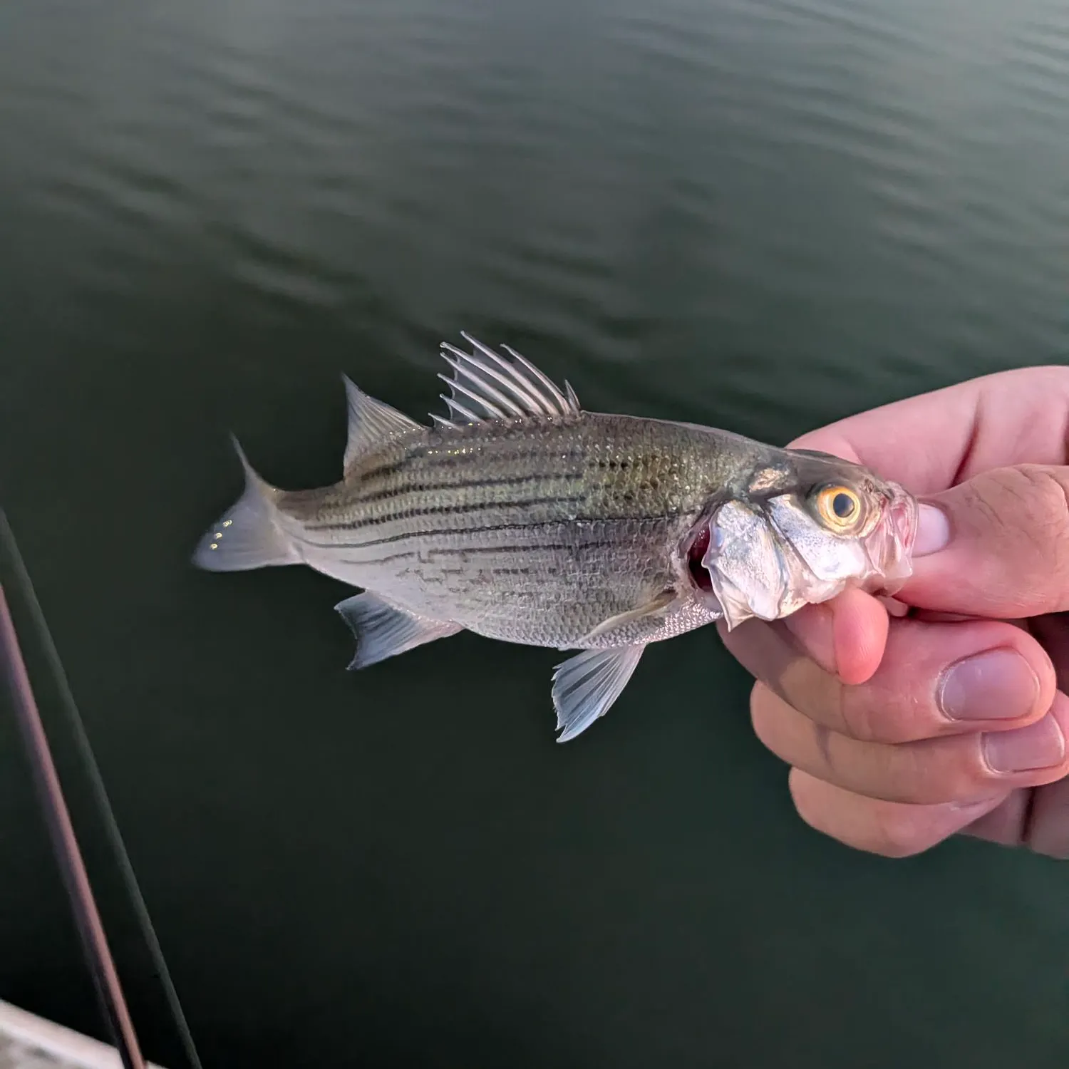 White bass caught on Fishbrain