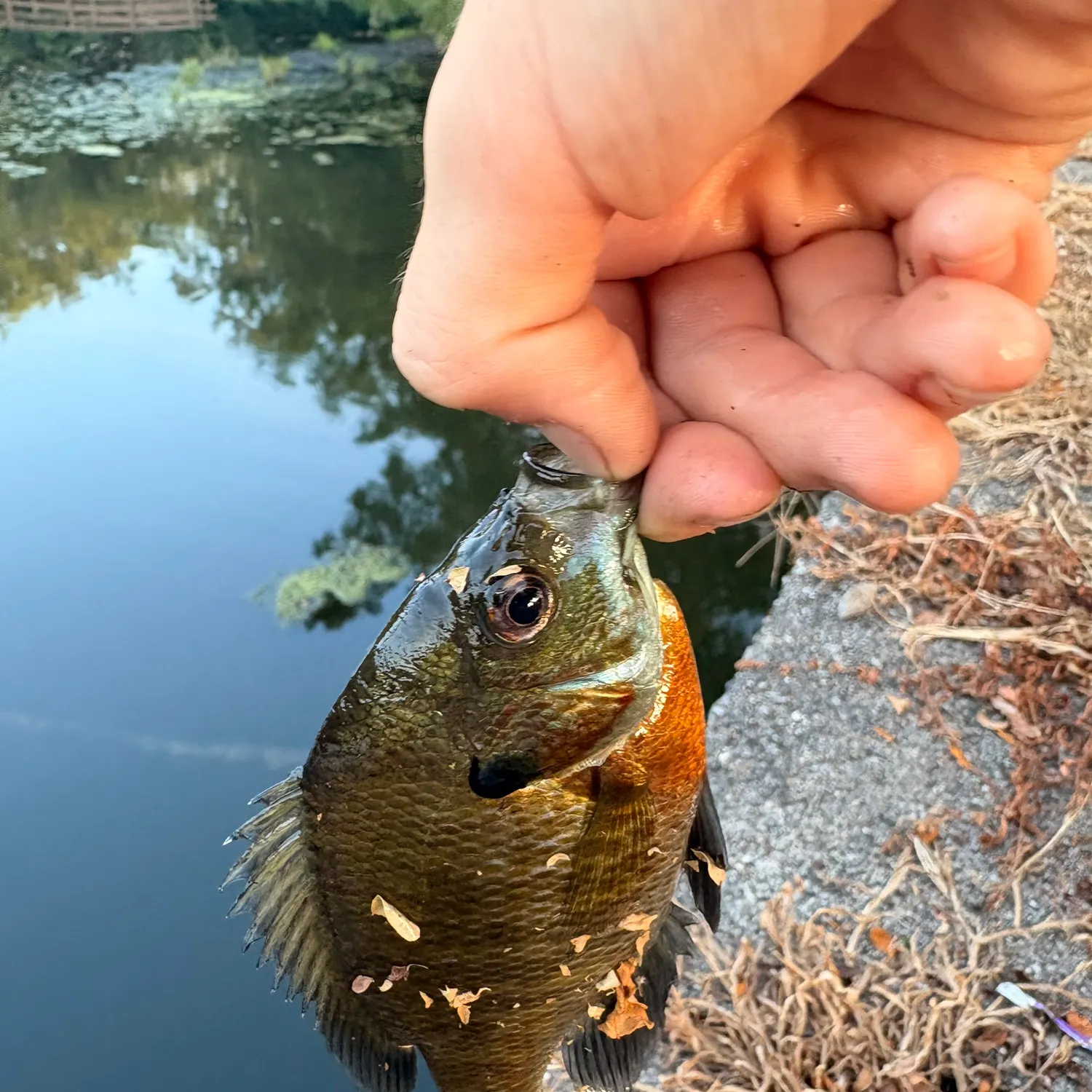 Bluegill caught on Fishbrain