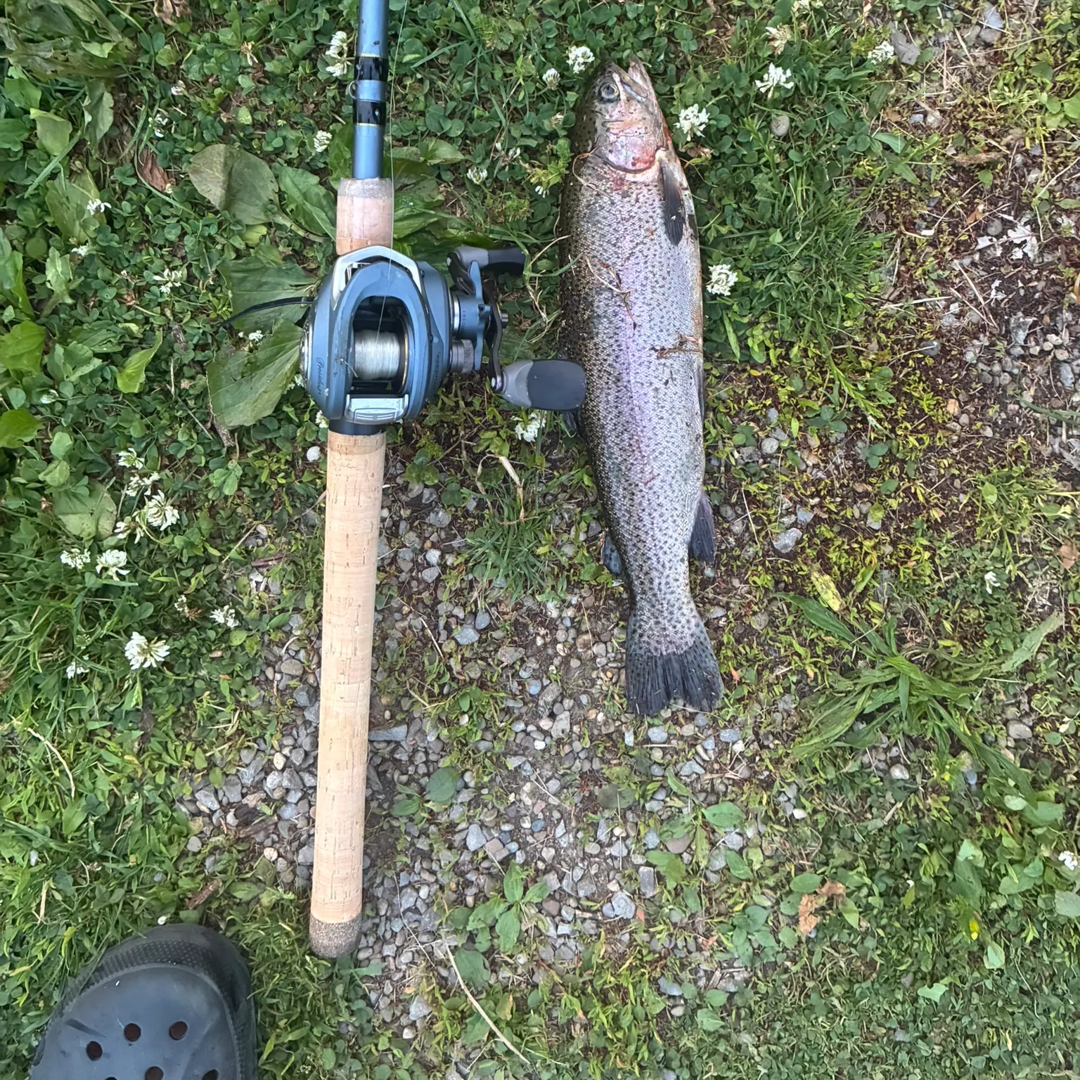 The most recent Rainbow trout catches on Fishbrain