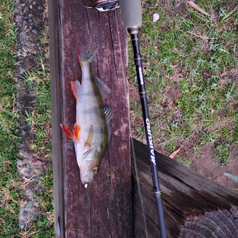 European perch caught on Fishbrain