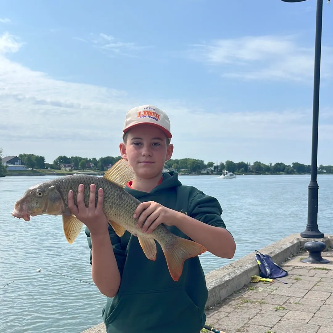 The most recent Silver redhorse catches on Fishbrain